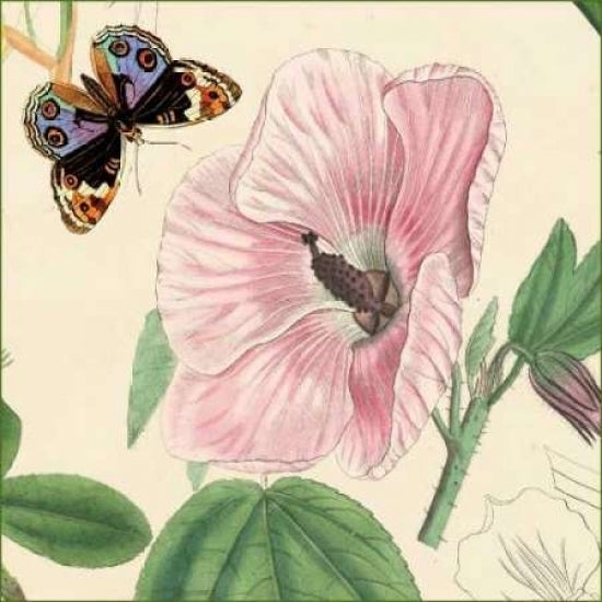 Hibiscus Poster Print by Louis van Houtte-VARPDXCC3007 Image 1