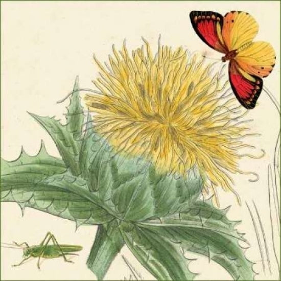 Star Thistle Poster Print by Louis van Houtte-VARPDXCC3009 Image 1