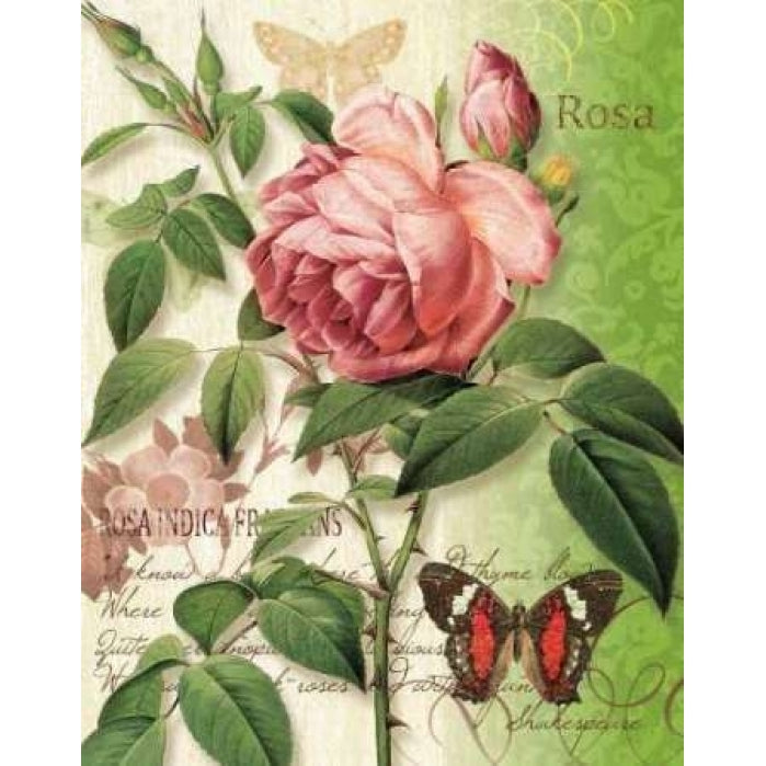 Rose Splendor II Poster Print by Ching Han-VARPDXCC3054 Image 2