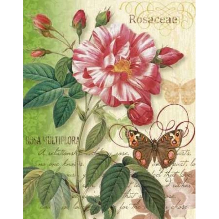 Rose Splendor I Poster Print by Ching Han-VARPDXCC3053 Image 2