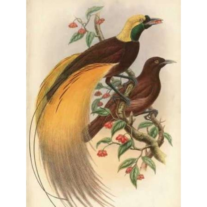 Golden Bird of Paradise Poster Print by Alastair Reynolds-VARPDXCC3301 Image 1