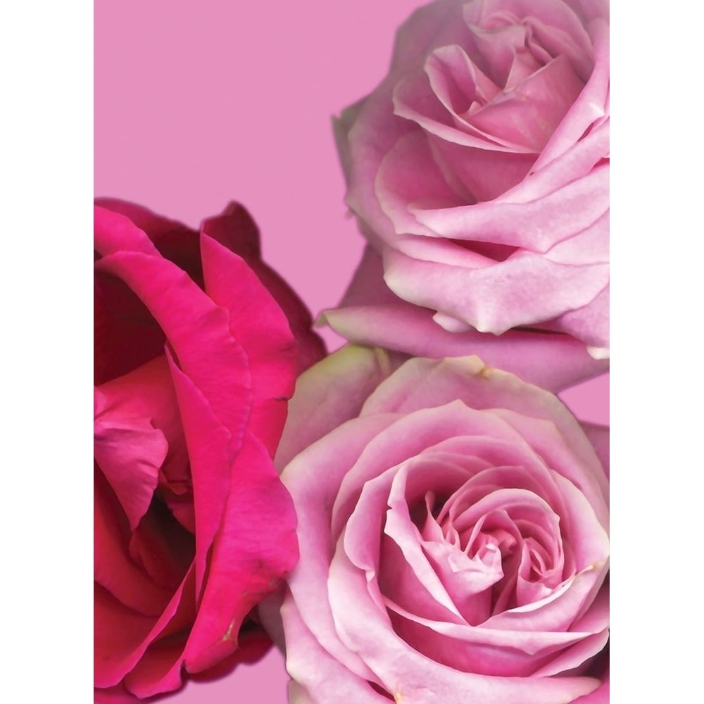 Pink Red Roses Poster Print by Ceil Diskin-VARPDXCD013A Image 1