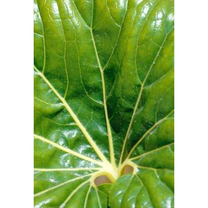 Tropical Leaf Poster Print by Cyril Blue-VARPDXCET02 Image 2