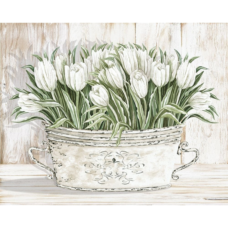 Tulips in White Chipped Pail by Cindy Jacobs-VARPDXCIN2682 Image 1