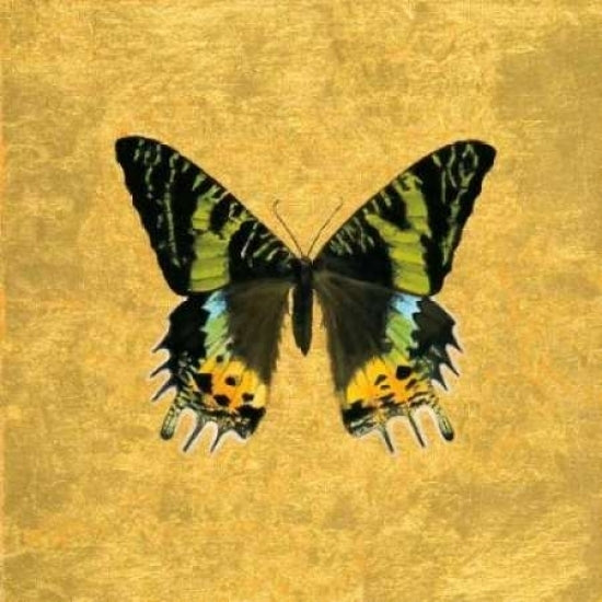 Butterfly on Gold Poster Print by Joanna Charlotte-VARPDXCJP501 Image 2