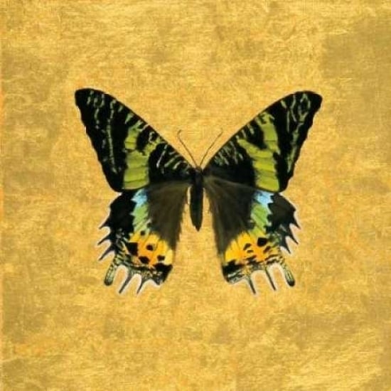 Butterfly on Gold Poster Print by Joanna Charlotte-VARPDXCJP501 Image 1