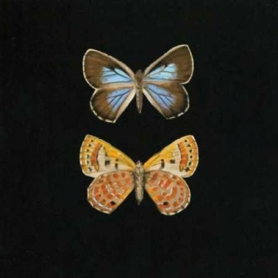 Pair of Butterflies on Black Poster Print by Joanna Charlotte-VARPDXCJP504 Image 2