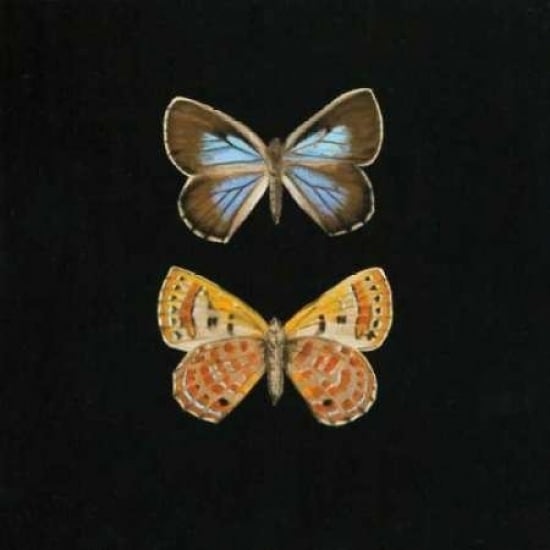 Pair of Butterflies on Black Poster Print by Joanna Charlotte-VARPDXCJP504 Image 1