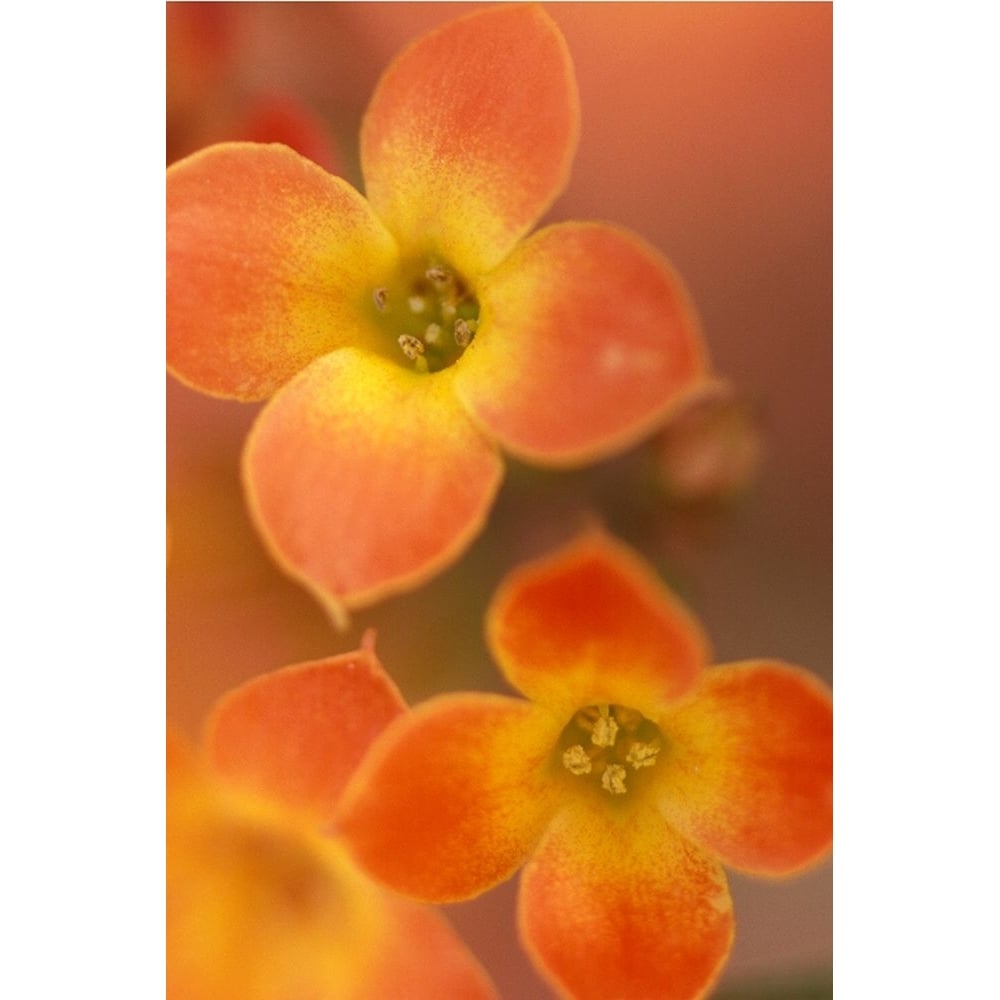 Orange Blossom I Poster Print - Karin Connolly-VARPDXCK015A Image 1