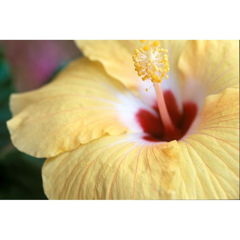 Hibiscus Poster Print - Karin Connolly-VARPDXCK012A Image 1