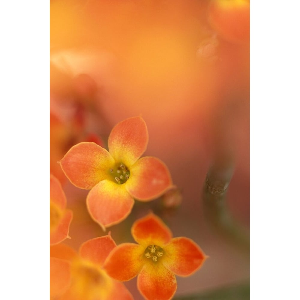 Orange Blossom II Poster Print - Karin Connolly-VARPDXCK016A Image 1