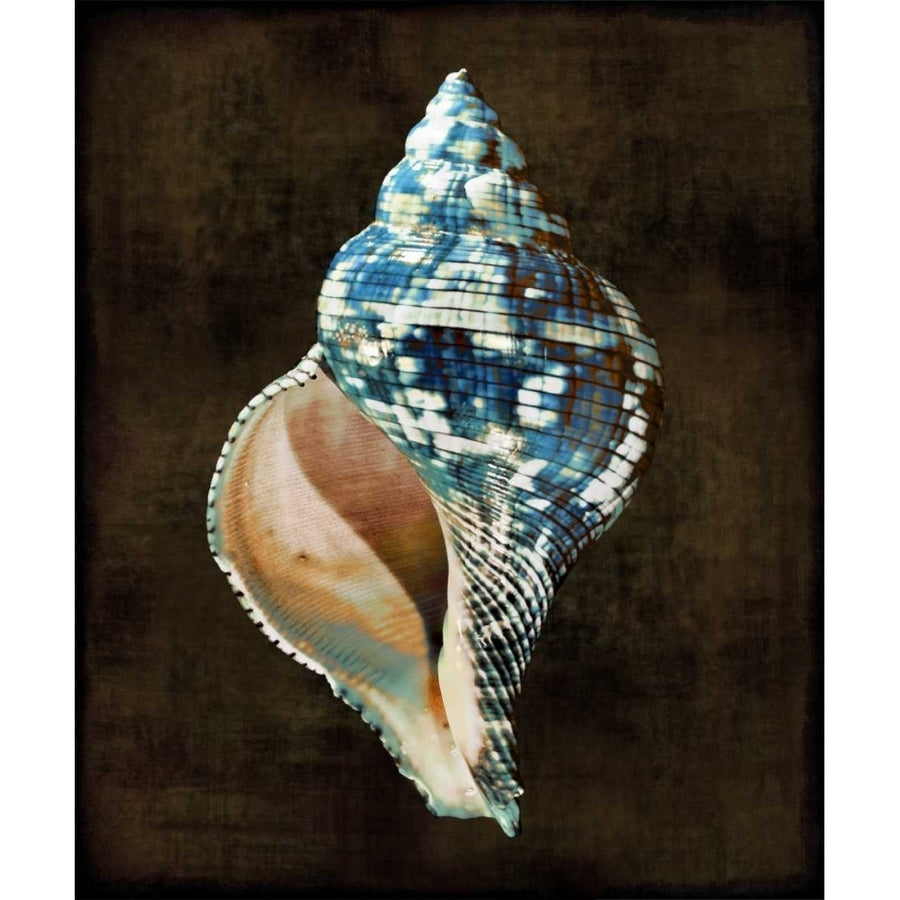 Ocean Treasure III Poster Print by Caroline Kelly-VARPDXCKL111450DG Image 1