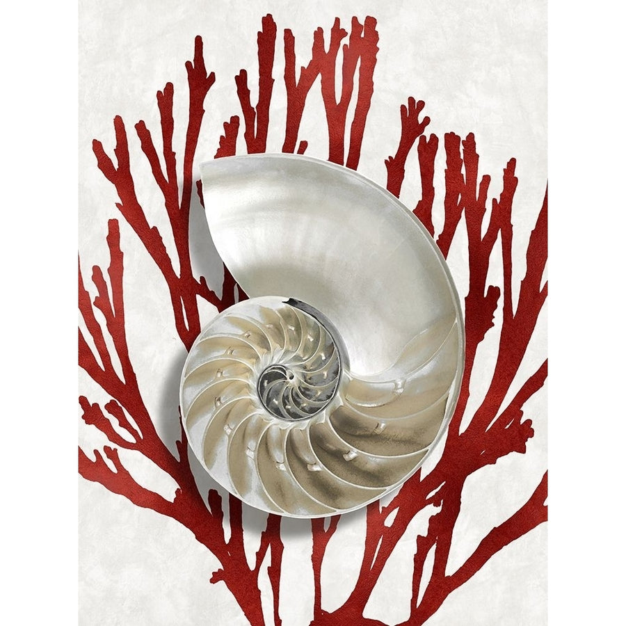 Shell Coral Red II Poster Print by Caroline Kelly-VARPDXCKL116014 Image 1