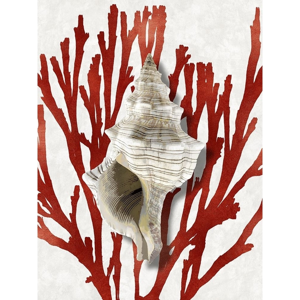 Shell Coral Red III Poster Print by Caroline Kelly-VARPDXCKL116015 Image 1