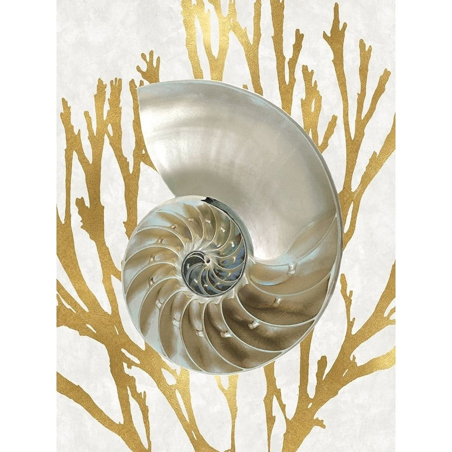 Shell Coral Gold II Poster Print by Caroline Kelly-VARPDXCKL116022 Image 1