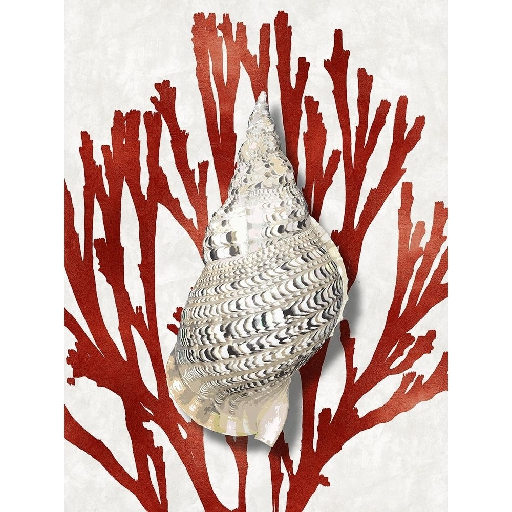 Shell Coral Red I Poster Print by Caroline Kelly-VARPDXCKL116013 Image 1