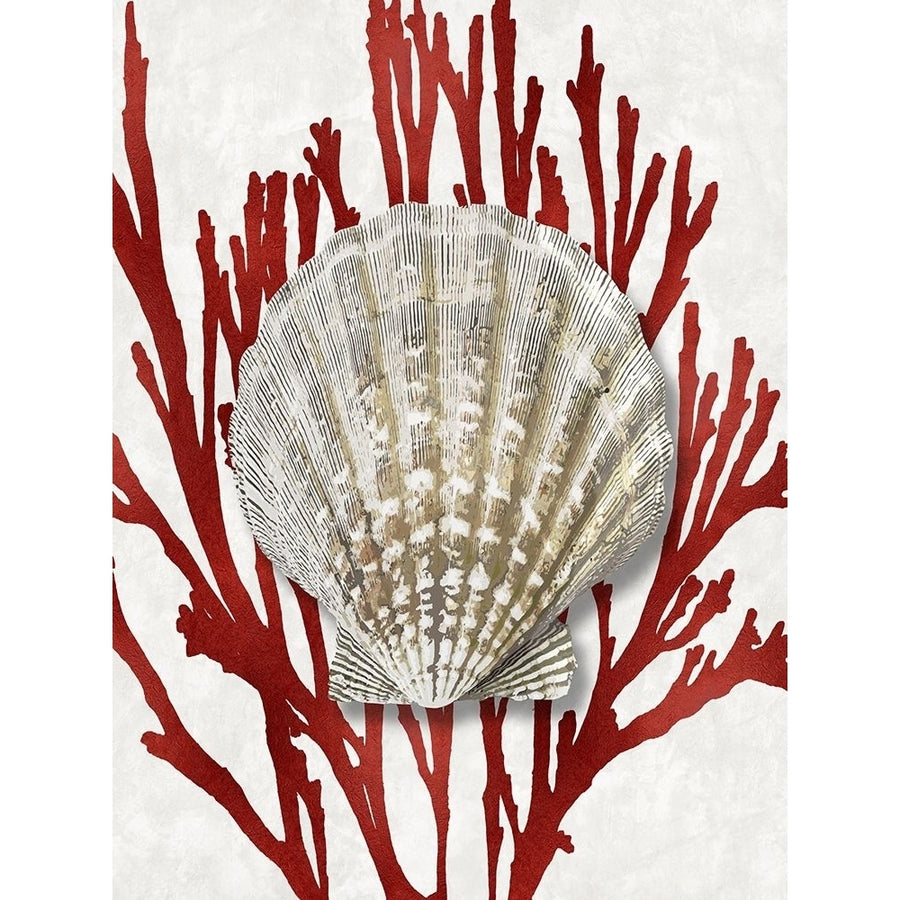 Shell Coral Red IV Poster Print by Caroline Kelly-VARPDXCKL116016 Image 1