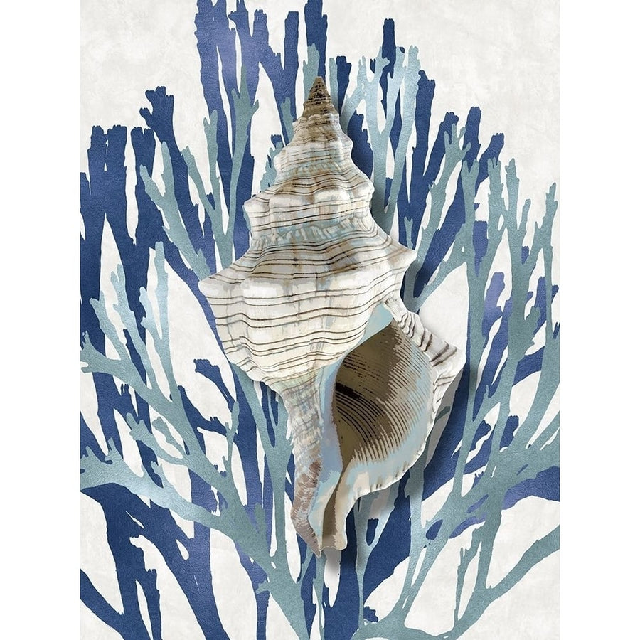 Shell Coral Aqua Blue III Poster Print by Caroline Kelly-VARPDXCKL116019 Image 1