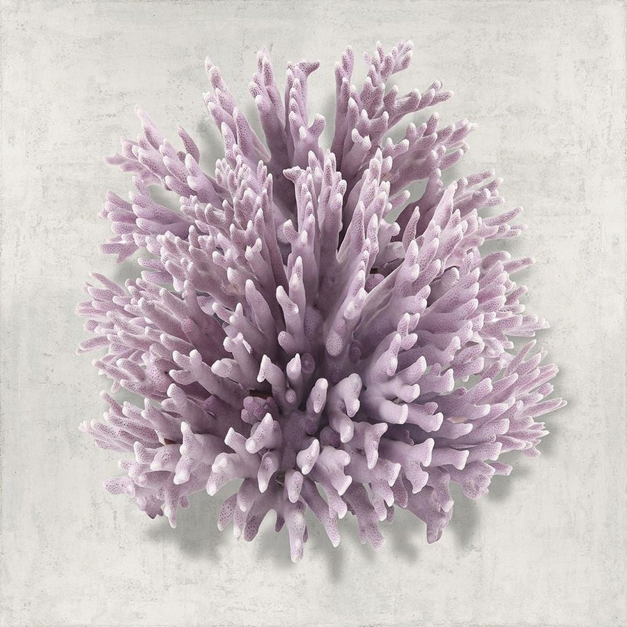 Coral Amethyst I Poster Print by Caroline Kelly-VARPDXCKL116424 Image 1