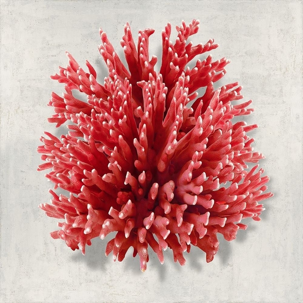 Coral Red I Poster Print by Caroline Kelly-VARPDXCKL116440 Image 1