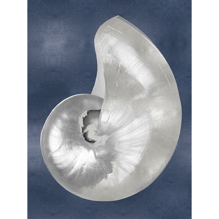 Silver Shell on Indigo Blue I Poster Print by Caroline Kelly-VARPDXCKL116550 Image 1