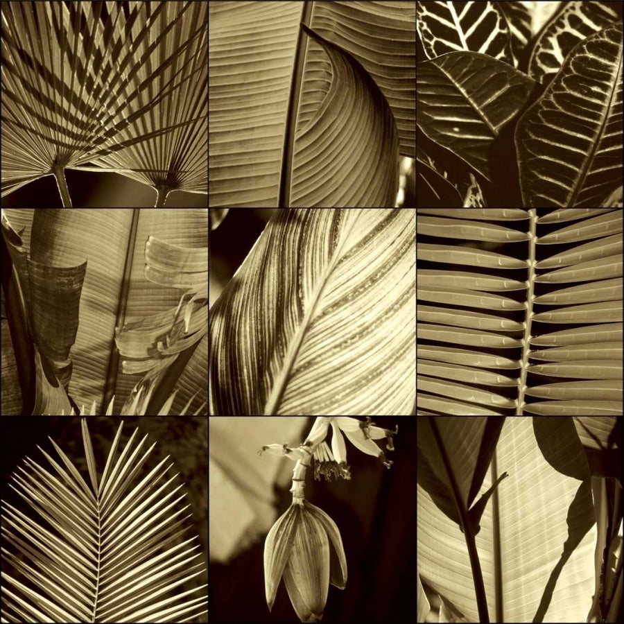 Tropical Leaves I Poster Print by Caroline Kelly-VARPDXCKL4485 Image 1