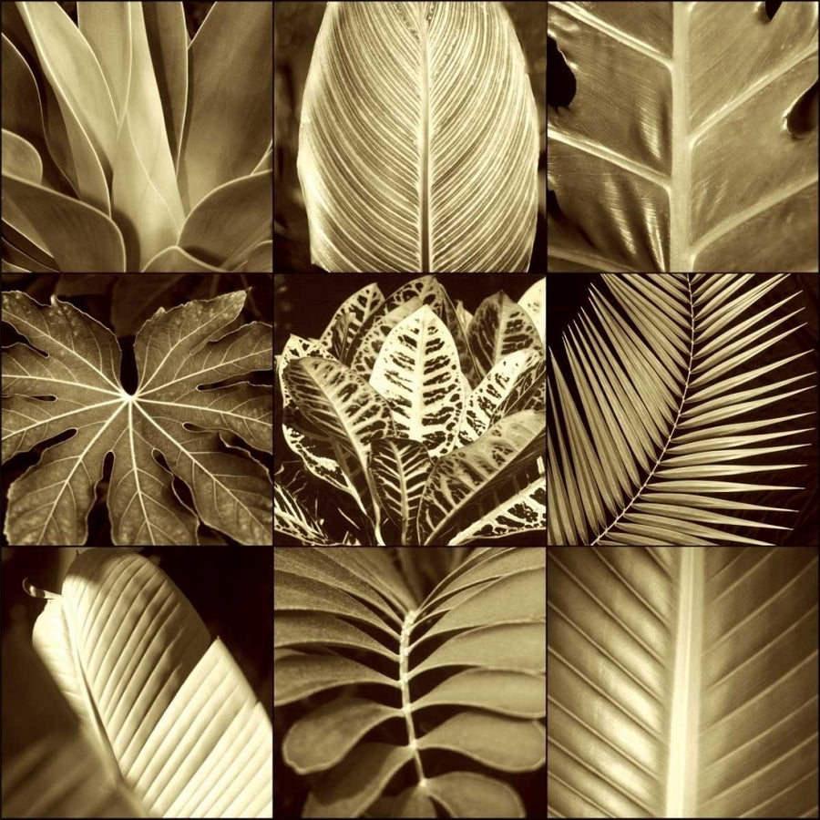 Tropical Leaves II Poster Print by Caroline Kelly-VARPDXCKL4486 Image 1