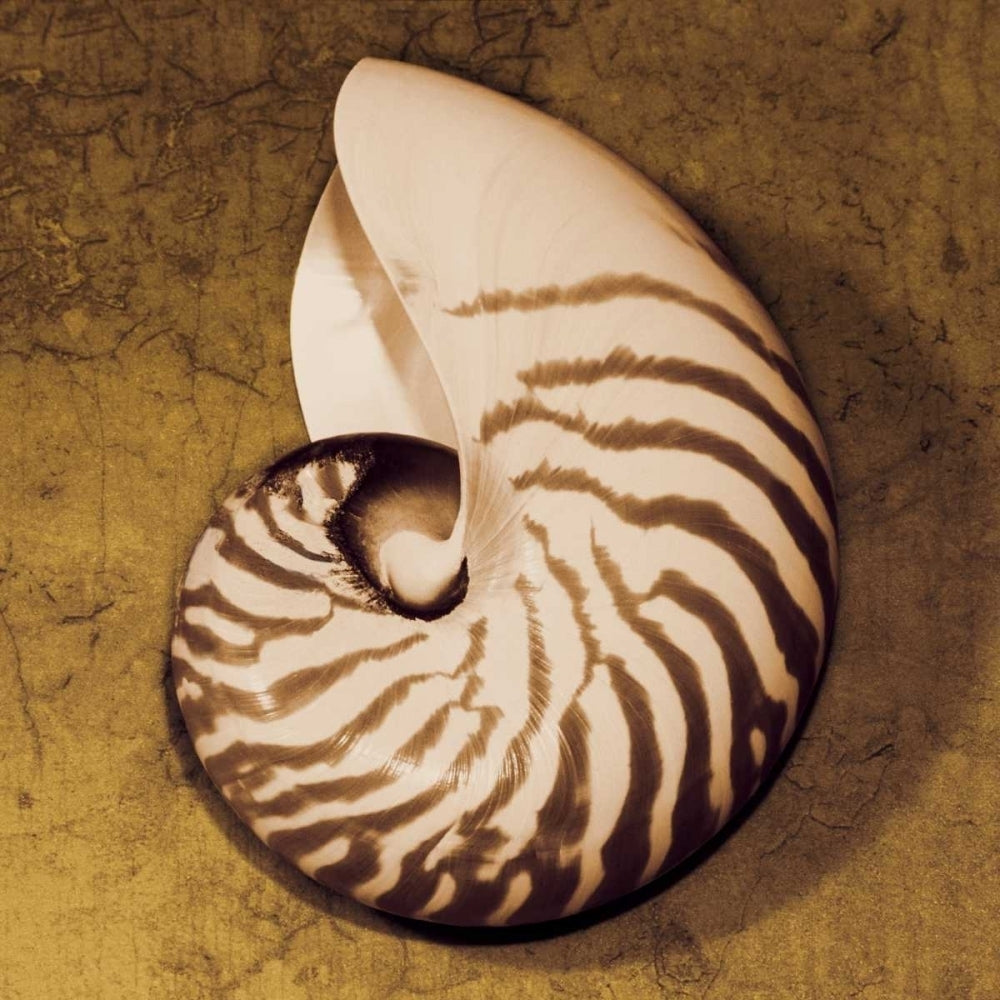 Nautilus Poster Print by Caroline Kelly-VARPDXCKL4492 Image 1