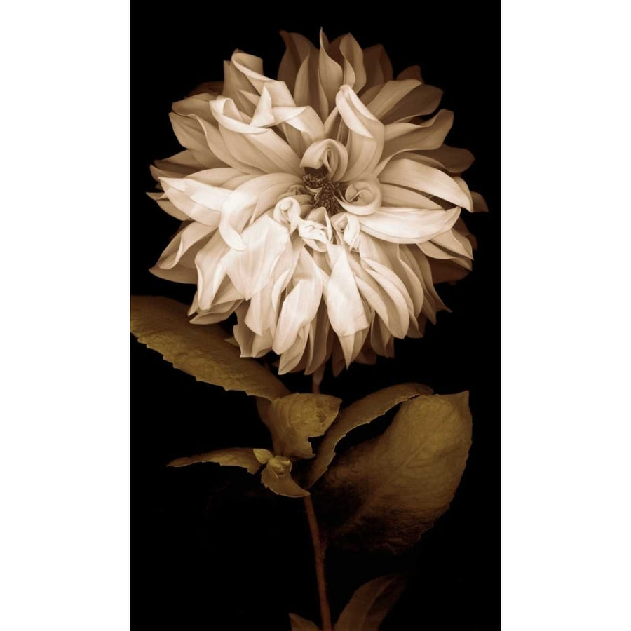 Dahlia I Poster Print by Caroline Kelly-VARPDXCKL4612 Image 1