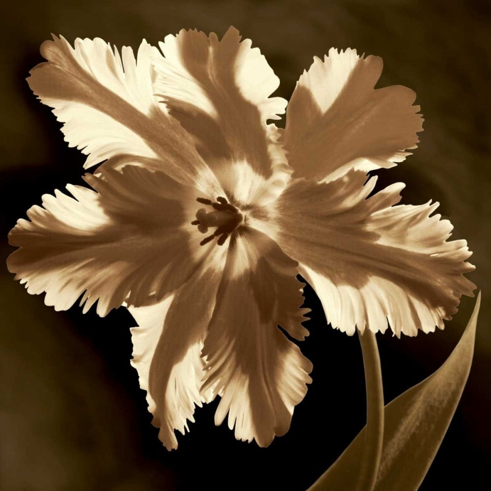 Parrot Tulip I Poster Print by Caroline Kelly-VARPDXCKL4608 Image 1