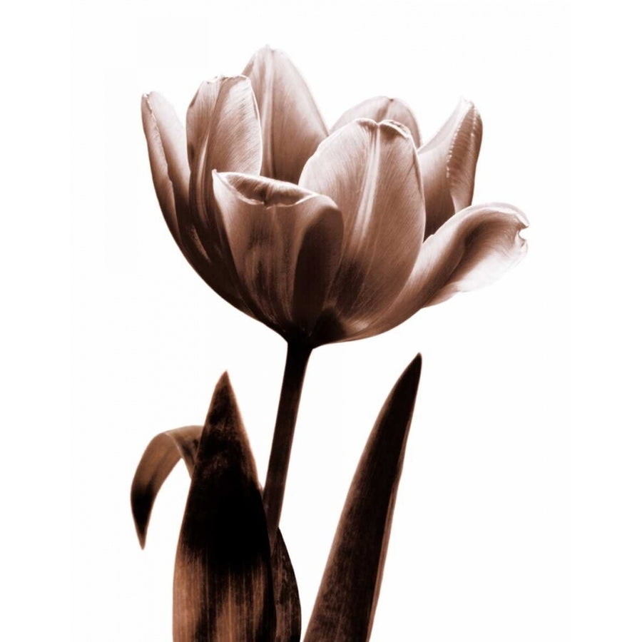 Tulip in Sepia I Poster Print by Caroline Kelly-VARPDXCKL4610 Image 1