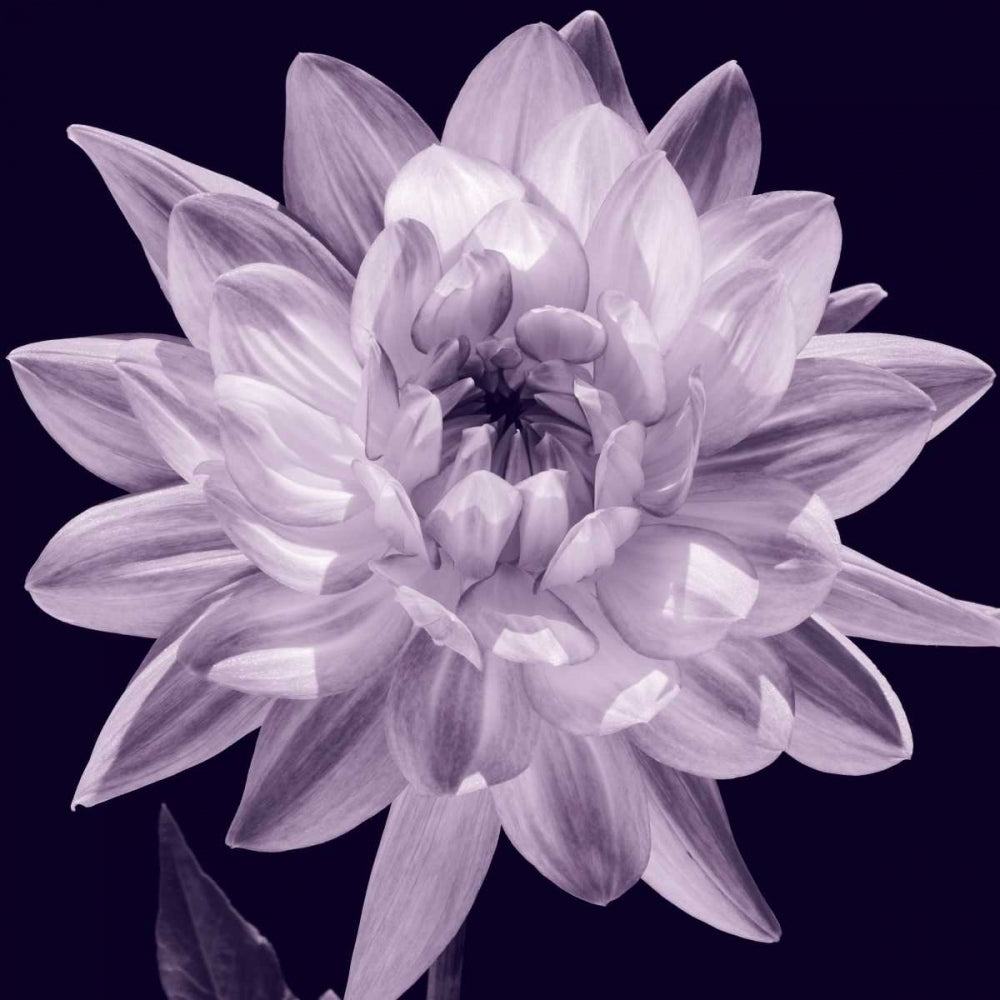 White Dahlia I Poster Print by Caroline Kelly-VARPDXCKL5018 Image 1