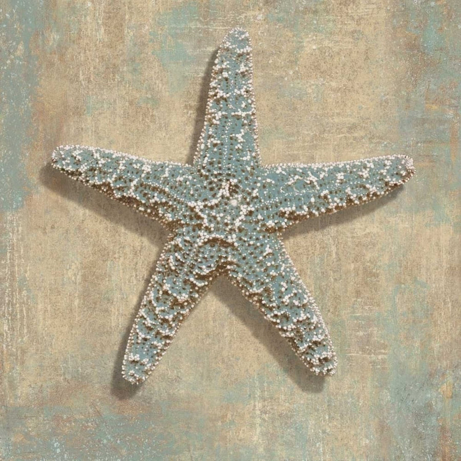 Aqua Starfish Poster Print by Caroline Kelly-VARPDXCKL6937 Image 1