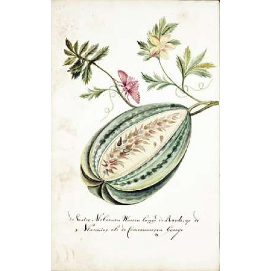 Watermelon Leaves Butterfly Poster Print by Cornelis Markee-VARPDXCM45 Image 1