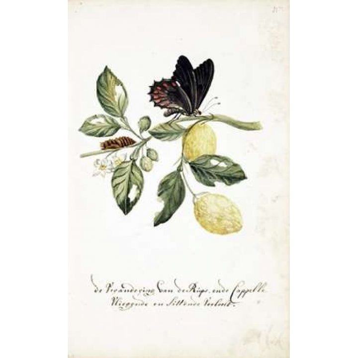 Limmetijen Tree Butterflies Poster Print by Cornelis Markee-VARPDXCM44 Image 2