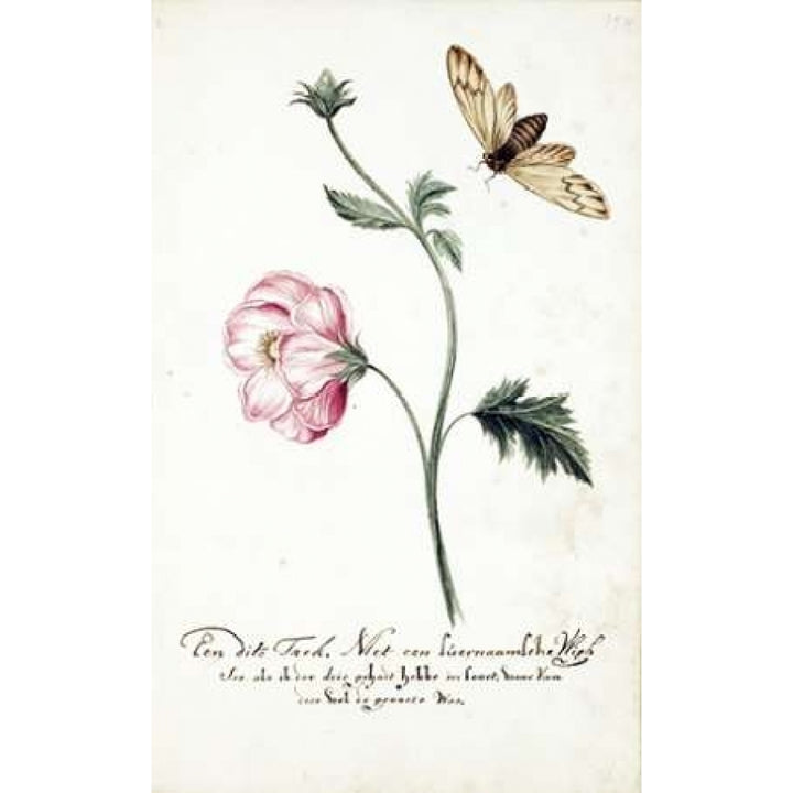 Anemone Surinam Fly Poster Print by Cornelis Markee-VARPDXCM60 Image 2