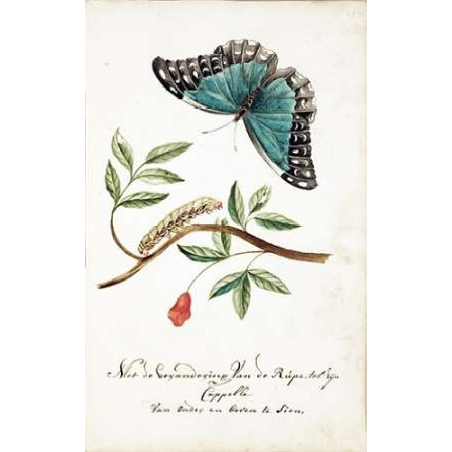 Plant With Leaves Caterpillar Butterfly Poster Print by Cornelis Markee-VARPDXCM72 Image 2