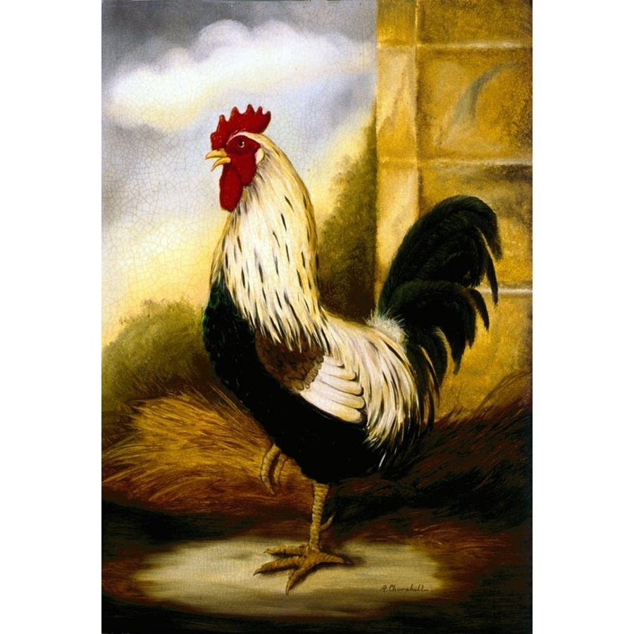 Dorking Crowing Cock Poster Print - Alexandra Churchill-VARPDXCN10 Image 1