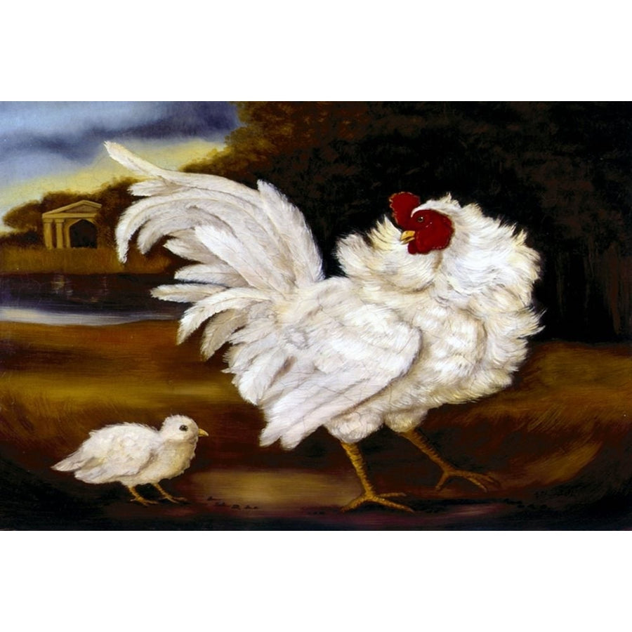 British Game Cock Poster Print - Alexandra Churchill-VARPDXCN17 Image 1