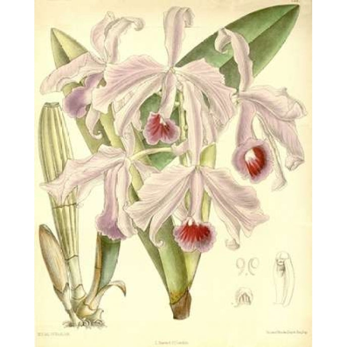 Orchid Cattleya Lawrenceana Poster Print by William Curtis-VARPDXCO01 Image 2