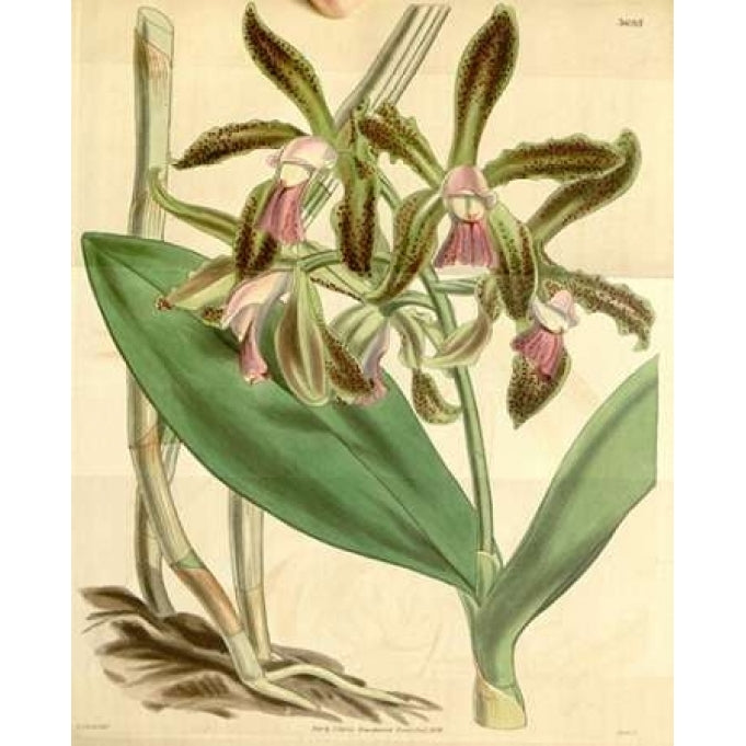 Orchid Cattleya Guttata Poster Print by William Curtis-VARPDXCO02 Image 2