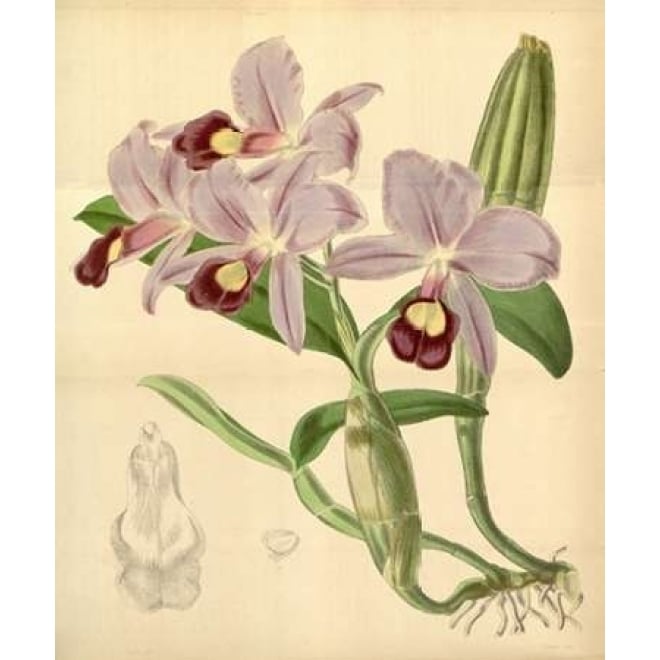 Orchid Guarianthe Skinneri Poster Print by William Curtis-VARPDXCO03 Image 1