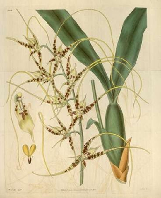 Orchid Brassia Caudata Poster Print by William Curtis-VARPDXCO05 Image 1