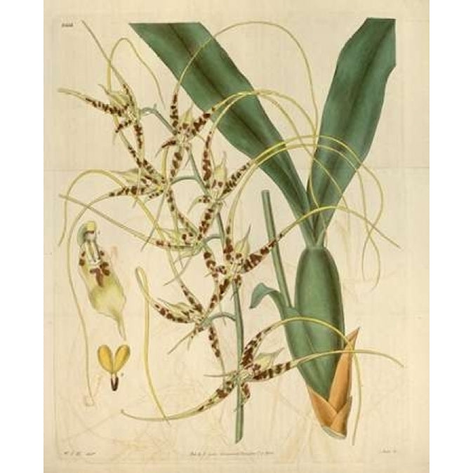 Orchid Brassia Caudata Poster Print by William Curtis-VARPDXCO05 Image 2