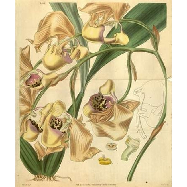 Orchid Coryanthes Maculata Poster Print by William Curtis-VARPDXCO06 Image 2