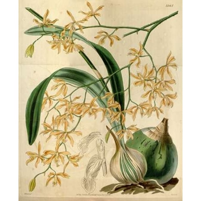 Orchid Encyclia Candollei Poster Print by William Curtis-VARPDXCO07 Image 1