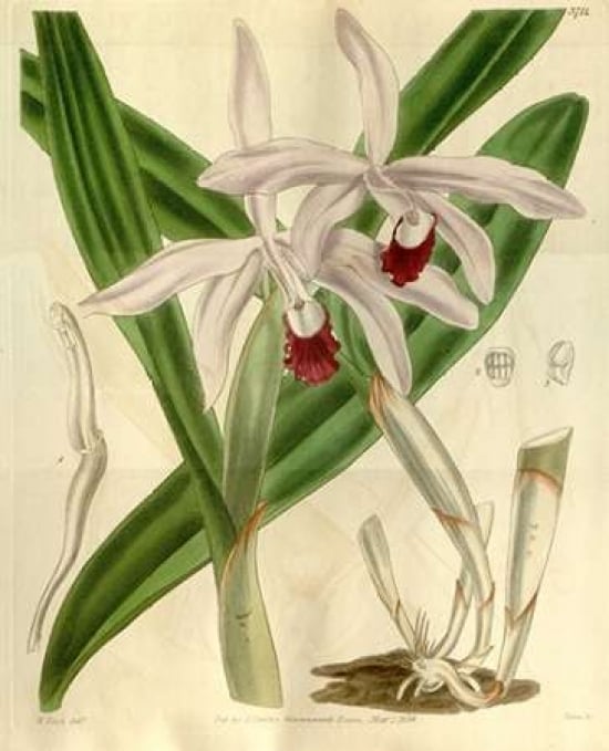 Orchid Cattleya Intermedia Poster Print by William Curtis-VARPDXCO14 Image 1