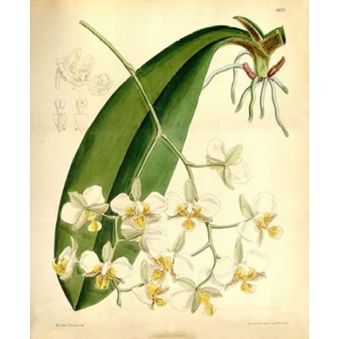 Orchid Phalaenopsis Stuartiana Poster Print by William Curtis-VARPDXCO12 Image 1