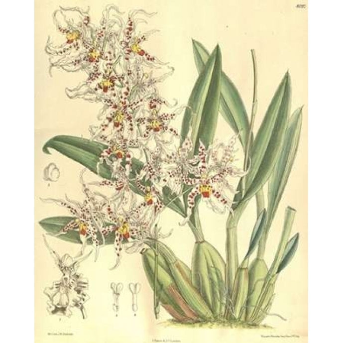 Orchid Odontoglossum Naevium Poster Print by William Curtis-VARPDXCO13 Image 1