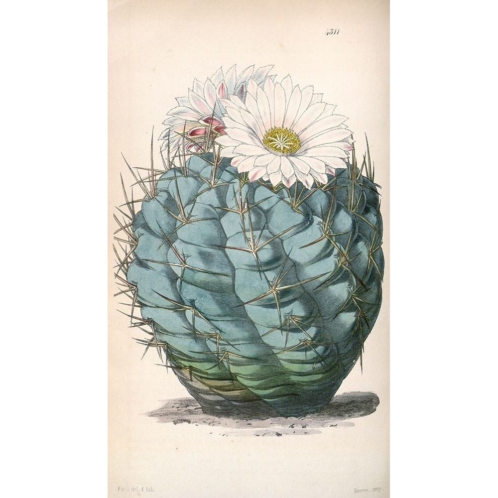 Cactus Poster Print by William Curtis-VARPDXCO20 Image 2